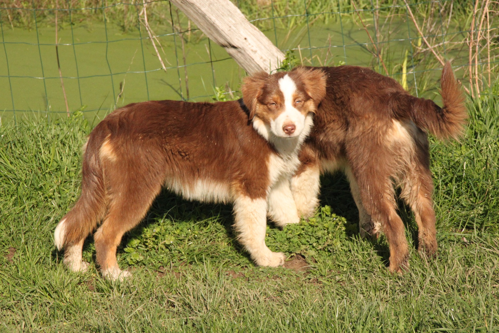 UPY femelle rouge tricolore